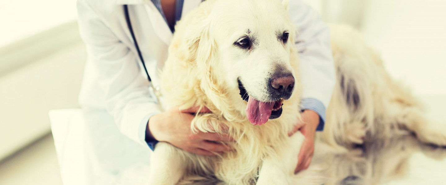 Is Your Best Friend Getting Quality Pet Care?